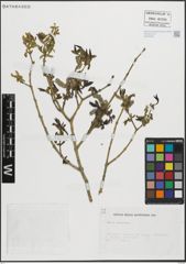 Foto von Salix purpurea L.